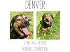 Adopt Denver a Mixed Breed