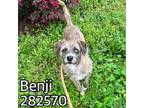 Adopt BENJI a Mixed Breed