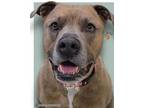 Adopt Boy a Pit Bull Terrier, Mixed Breed