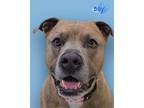 Adopt Boy a Pit Bull Terrier, Mixed Breed
