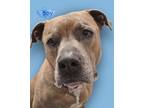 Adopt Boy a Pit Bull Terrier, Mixed Breed