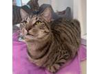 Adopt Gumball a Domestic Short Hair