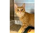 Adopt Stitch a Domestic Short Hair