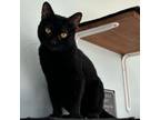 Adopt Buzz a Domestic Short Hair