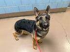 Adopt Phillip a German Shepherd Dog