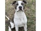 Adopt Willie a Pit Bull Terrier