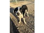 Adopt Conway Twitty a Mixed Breed