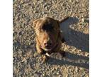 Adopt Toby Keith a Chocolate Labrador Retriever, Labrador Retriever