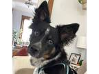 Adopt Sammy a Cattle Dog, Australian Shepherd