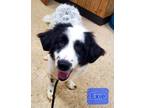 Adopt Exie a Great Pyrenees