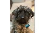 Adopt Axel a Poodle, Yorkshire Terrier