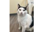 Adopt Prince a Domestic Short Hair