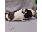 Adopt Rhino a Guinea Pig