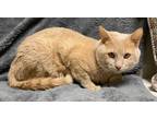 Adopt Simba a Domestic Short Hair