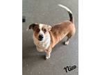 Adopt Nico a Chiweenie