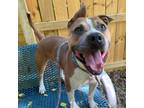 Adopt Dino a Pit Bull Terrier