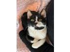 Adopt Tomcat Cruise a Domestic Short Hair