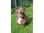 Adopt Zona a American Staffordshire Terrier