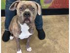 Adopt Harlie a Pit Bull Terrier