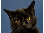 Adopt Spirit a Domestic Short Hair