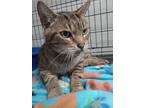 Adopt Mufasa a Domestic Short Hair