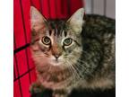 Adopt Bluto a American Bobtail