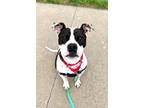Adopt Kugel a American Staffordshire Terrier