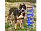 Adopt TITAN a Rottweiler, Hound