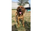 Adopt Red (HW-) a Redbone Coonhound, Mixed Breed