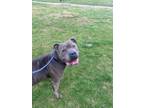 Adopt Palooka (HW-) a Pit Bull Terrier, Mixed Breed