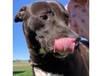 Adopt COUNT CHOCULA a Pit Bull Terrier, American Staffordshire Terrier