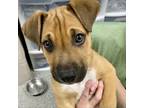 Adopt Danny (formerly known as Bufford) a Mountain Cur, Boxer