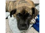 Adopt Jonathan (formerly known as Scooby) a Mountain Cur, Boxer