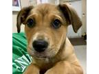Adopt Donnie (formerly known as Bubba) a Mountain Cur, Boxer