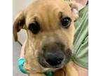 Adopt Jordan (formerly known as Squidward) a Mountain Cur, Boxer