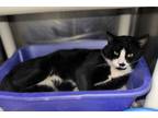 Adopt Hophop a Domestic Short Hair