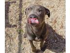 Adopt Chop a Pit Bull Terrier, Mixed Breed