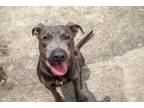 Adopt Chop a Pit Bull Terrier, Mixed Breed
