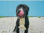Adopt Midnight (in Foster) a Pit Bull Terrier, Mixed Breed