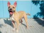 Adopt Buster (Underdog in Foster) a Pit Bull Terrier, Mixed Breed