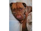 Adopt Tobias `Toby` (Underdog in Foster) a Dogue de Bordeaux, Mixed Breed