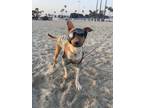 Adopt Toby a Black Mouth Cur, Mixed Breed