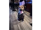 Adopt Toby (in Foster) a Black Mouth Cur, Mixed Breed