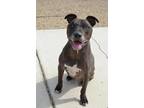 Adopt King (Underdog) a Pit Bull Terrier, Mixed Breed