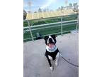 Adopt IHOP (Underdog in Foster) a Pit Bull Terrier, Mixed Breed
