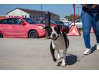 Adopt IHOP (Underdog) a Pit Bull Terrier, Mixed Breed