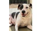 Adopt Eustace (Underdog) a Pit Bull Terrier, Mixed Breed