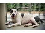 Adopt Eustace (Underdog) a Pit Bull Terrier, Mixed Breed