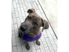 Adopt B.J. a Plott Hound, Mixed Breed