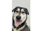 Adopt Rex (Underdog) a Husky, Mixed Breed